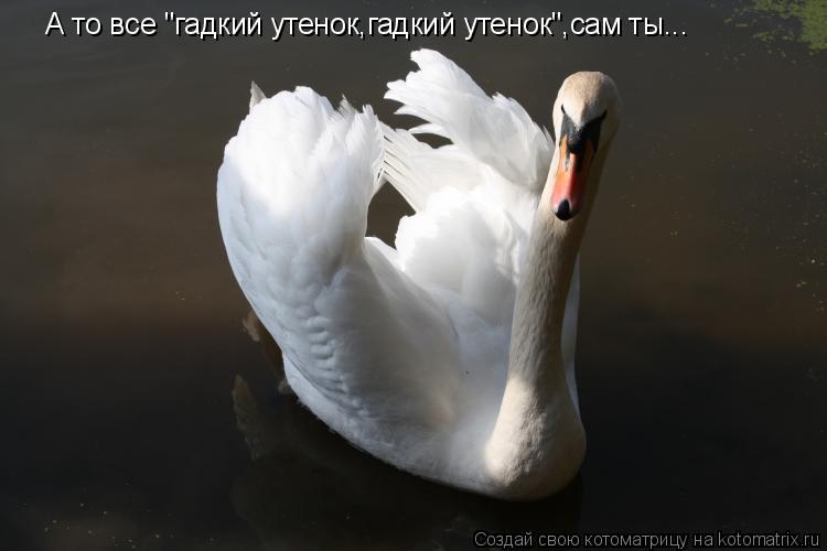 А то все "гадкий утенок,гадкий утенок",сам ты...... Котоматрица: А то все "гадкий утенок,гадкий утенок",сам ты...