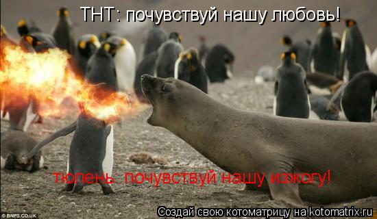 ТНТ: почувствуй нашу любовь! тюлень: почувствуй нашу изжогу!... Котоматрица: ТНТ: почувствуй нашу любовь! тюлень: почувствуй нашу изжогу!