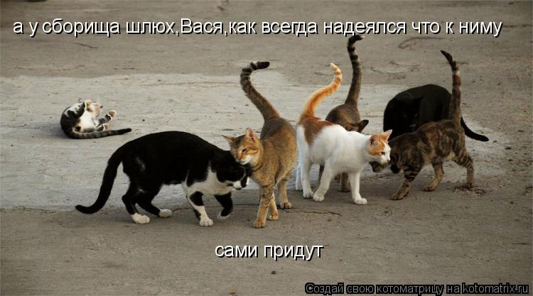 а у сборища шлюх,Вася,как всегда надеялся что к ниму сами придут... Котоматрица: а у сборища шлюх,Вася,как всегда надеялся что к ниму сами придут
