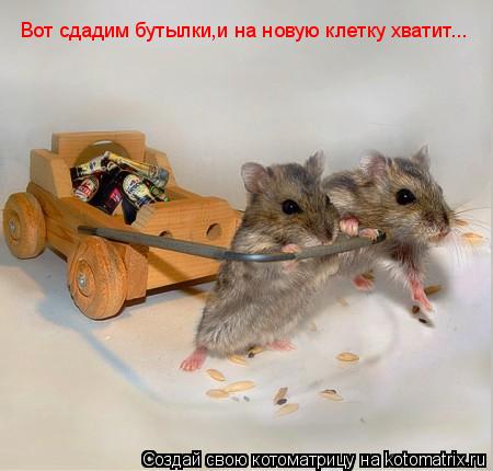 Вот сдадим бутылки,и на новую клетку хватит...... Котоматрица: Вот сдадим бутылки,и на новую клетку хватит...