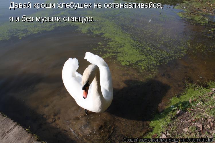 Давай кроши хлебушек,не останавливайся, я и без музыки станцую...... Котоматрица: Давай кроши хлебушек,не останавливайся, я и без музыки станцую...