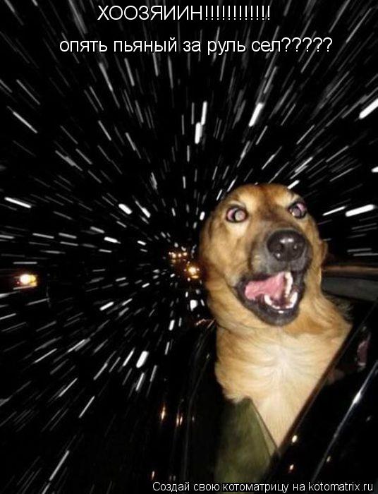 ХООЗЯИИН!!!!!!!!!!!! опять пьяный за руль сел?????... Котоматрица: ХООЗЯИИН!!!!!!!!!!!! опять пьяный за руль сел?????