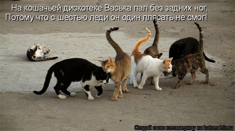 Котоматрица: На кошачьей дискотеке Васька пал без задних ног, Потому что с шестью леди он один плясать не смог!
