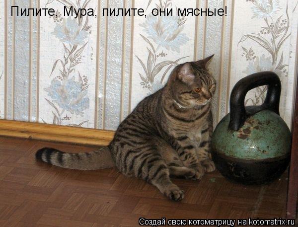 Пилите, Мура, пилите, они мясные!... Котоматрица: Пилите, Мура, пилите, они мясные!
