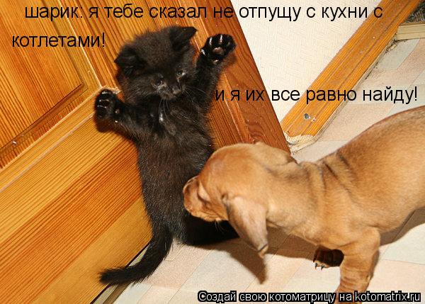 шарик: я тебе сказал не отпущу с кухни с котлетами! и я их все равно найду!... Котоматрица: шарик: я тебе сказал не отпущу с кухни с котлетами! и я их все равно найду!