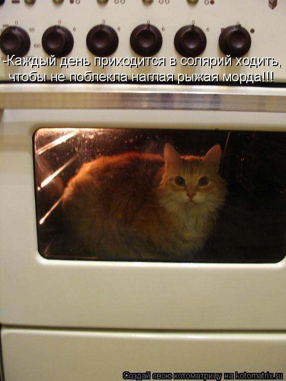 -Каждый день приходится в солярий ходить, чтобы не поблекла наглая рыжая морда!!!... Котоматрица: -Каждый день приходится в солярий ходить, чтобы не поблекла наглая рыжая морда!!!