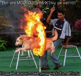 Вот это МОЙ ОШЕЙНИК?!ну уж нет!!!!!... Котоматрица: Вот это МОЙ ОШЕЙНИК?!ну уж нет!!!!!