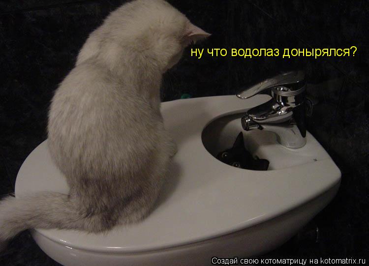 ну что водолаз донырялся?... Котоматрица: ну что водолаз донырялся?