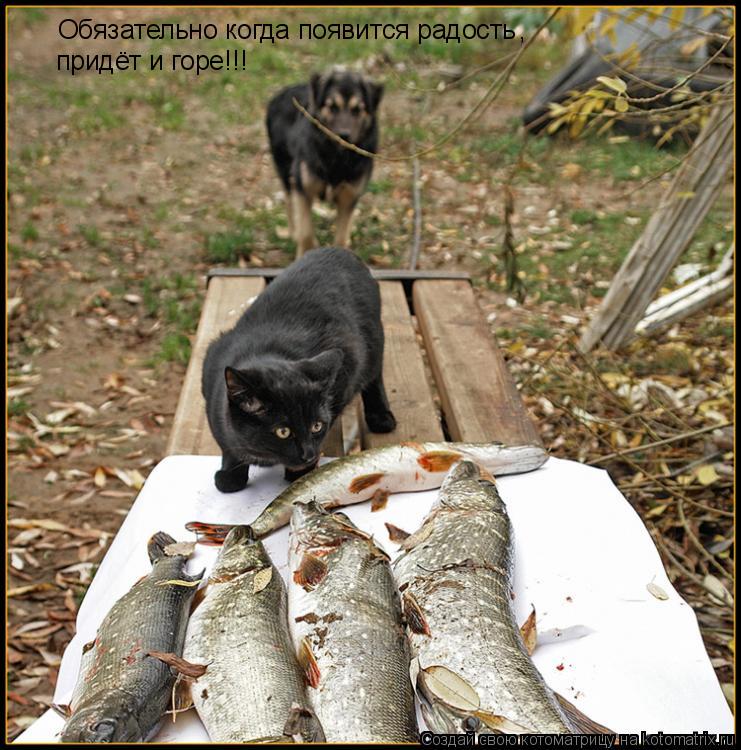 Обязательно когда появится радость придёт и горе!!! ,... Котоматрица: Обязательно когда появится радость придёт и горе!!! ,