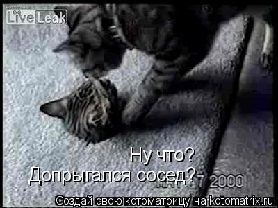 Ну что? Допрыгался сосед?... Котоматрица: Ну что? Допрыгался сосед?