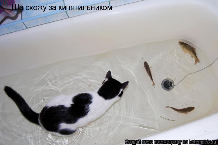 Ща схожу за кипятильником прямо здесь уху варить буду! Ща схожу за кипятильником... Котоматрица: Ща схожу за кипятильником прямо здесь уху варить буду! Ща схожу за кипятильником