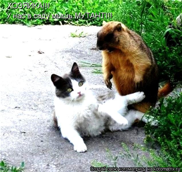ХОЗЯЙКА!!! У нас в саду мышь МУТАНТ!!!... Котоматрица: ХОЗЯЙКА!!! У нас в саду мышь МУТАНТ!!!