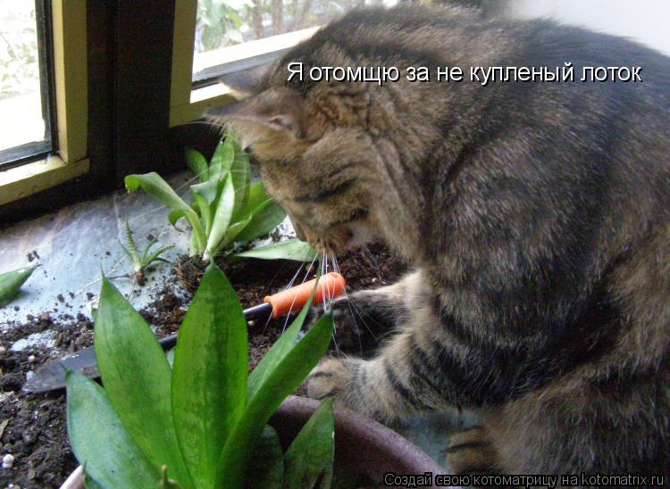 Я отомщю за не купленый лоток... Котоматрица: Я отомщю за не купленый лоток