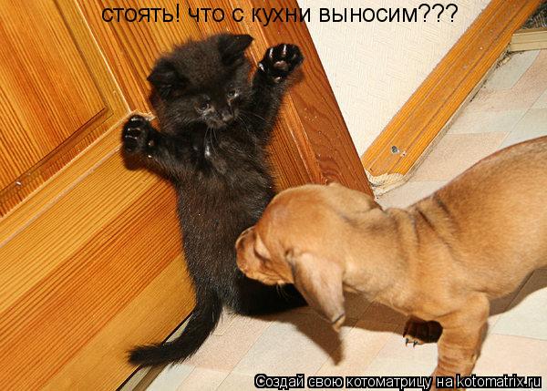 стоять! что с кухни выносим???... Котоматрица: стоять! что с кухни выносим???