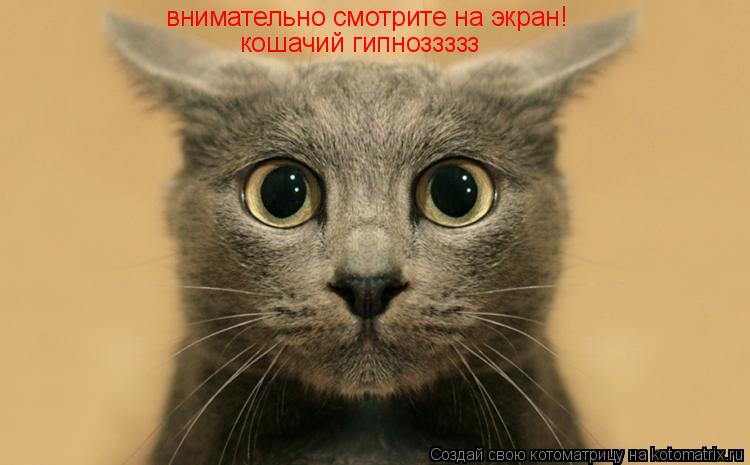 внимательно смотрите на экран! кошачий гипноззззз... Котоматрица: внимательно смотрите на экран! кошачий гипноззззз