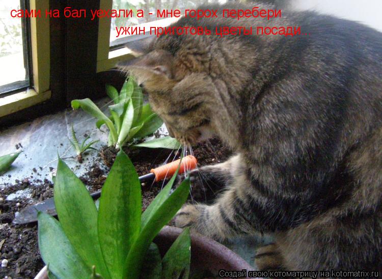 сами на бал уехали а - мне горох перебери ужин приготовь цветы посади...... Котоматрица: сами на бал уехали а - мне горох перебери ужин приготовь цветы посади...
