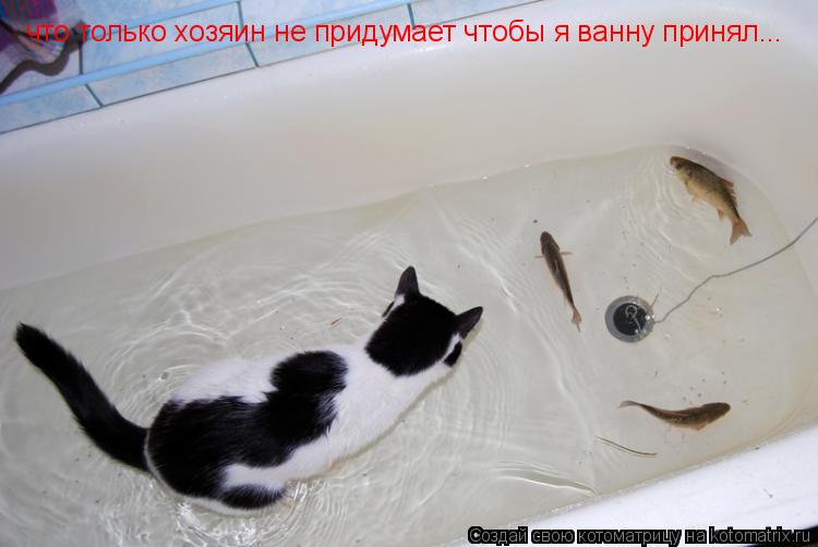 что только хозяин не придумает чтобы я ванну принял...... Котоматрица: что только хозяин не придумает чтобы я ванну принял...