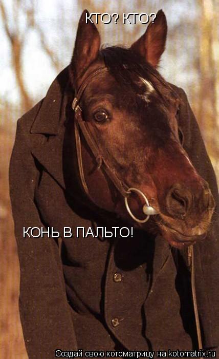 КТО? КТО? КОНЬ В ПАЛЬТО!... Котоматрица: КТО? КТО? КОНЬ В ПАЛЬТО!