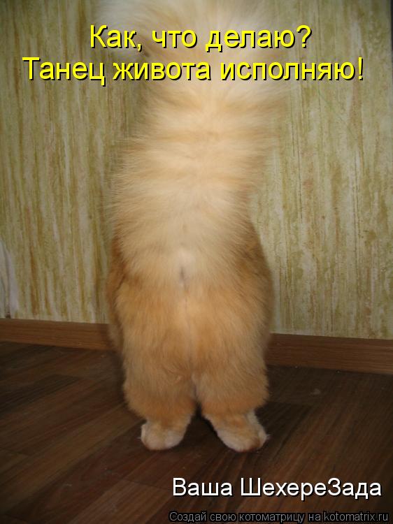 Котоматрица: Как, что делаю? Танец живота исполняю! Ваша ШехереЗада