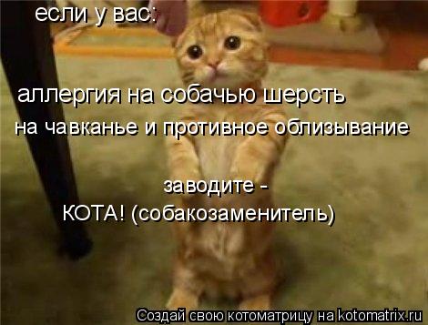 если у вас: аллергия на собачью шерсть на чавканье и противное облизывание заводите - КОТА! (собакоз... Котоматрица: если у вас: аллергия на собачью шерсть на чавканье и противное облизывание заводите - КОТА! (собакозаменитель)
