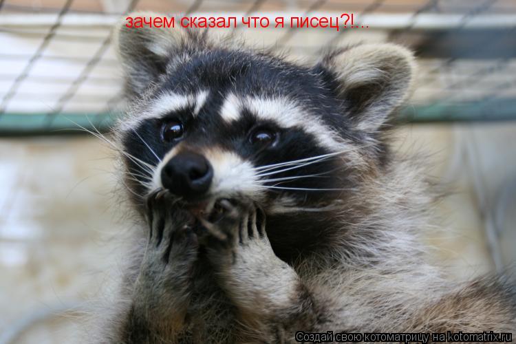 зачем сказал что я писец?!...... Котоматрица: зачем сказал что я писец?!...