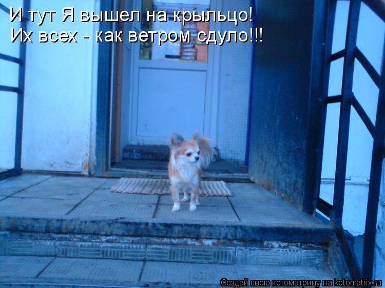 И тут Я вышел на крыльцо! Их всех - как ветром сдуло!!!... Котоматрица: И тут Я вышел на крыльцо! Их всех - как ветром сдуло!!!