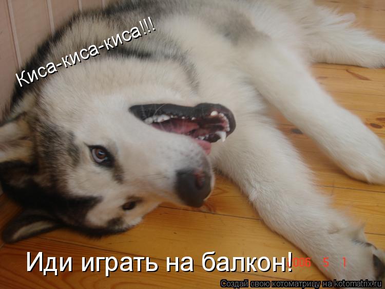 Котоматрица: Киса-киса-киса!!! Иди играть на балкон!