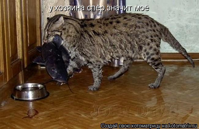 у хозяина спёр,значит моё... Котоматрица: у хозяина спёр,значит моё