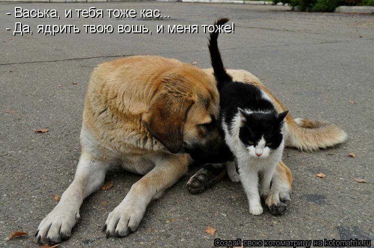 - Васька, и тебя тоже кас... - Да, ядрить твою вошь, и меня тоже!... Котоматрица: - Васька, и тебя тоже кас... - Да, ядрить твою вошь, и меня тоже!
