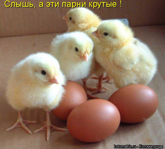 Котоматрица: Слышь, а эти парни крутые !