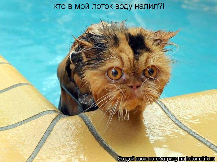 Котоматрица: кто в мой лоток воду налил?!