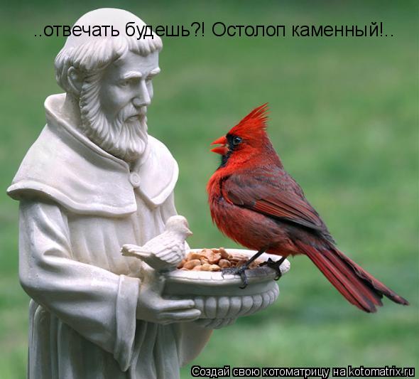 ..отвечать будешь?! Остолоп каменный!..... Котоматрица: ..отвечать будешь?! Остолоп каменный!..