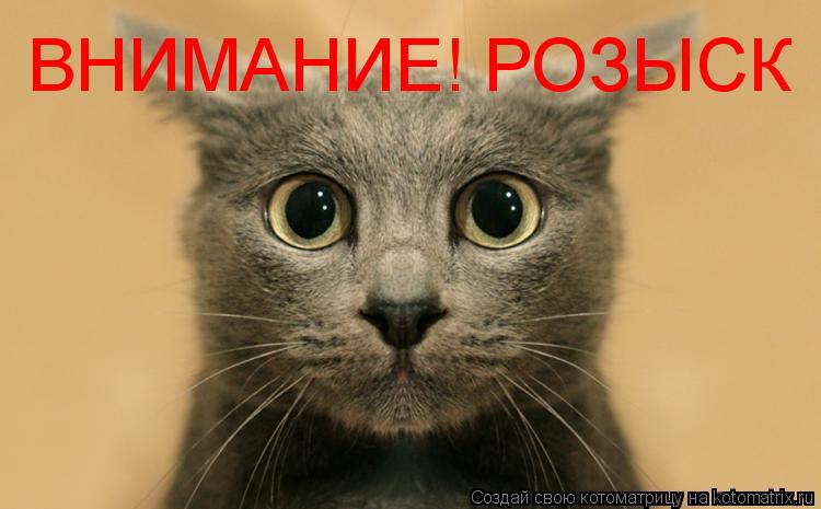 ВНИМАНИЕ! РОЗЫСК... Котоматрица: ВНИМАНИЕ! РОЗЫСК
