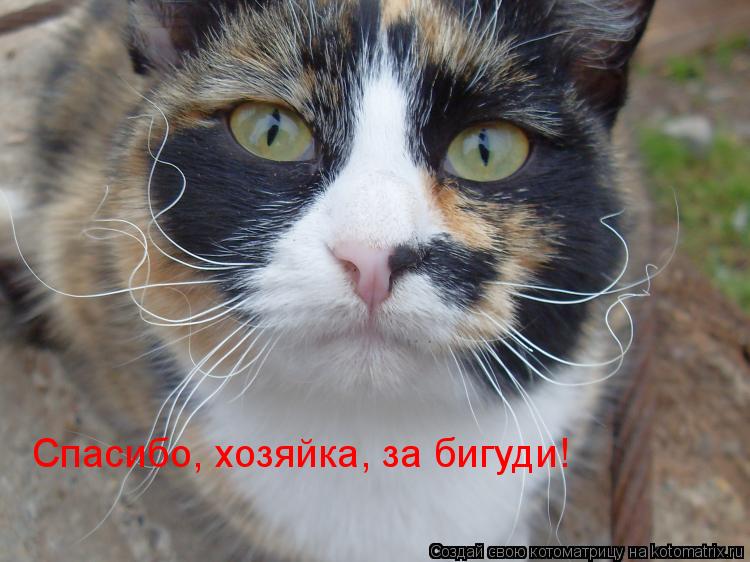Спасибо, хозяйка, за бигуди!... Котоматрица: Спасибо, хозяйка, за бигуди!