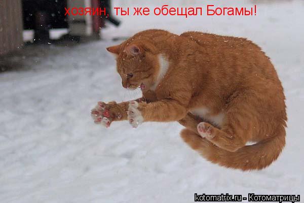 хозяин, ты же обещал Богамы!... Котоматрица: хозяин, ты же обещал Богамы!