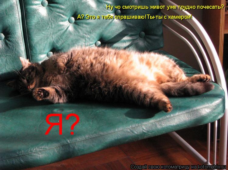 Ну чо смотришь живот уже трудно почесать? А? Это я тебя спрашиваю!Ты-ты с камерой! Я?... Котоматрица: Ну чо смотришь живот уже трудно почесать? А? Это я тебя спрашиваю!Ты-ты с камерой! Я?