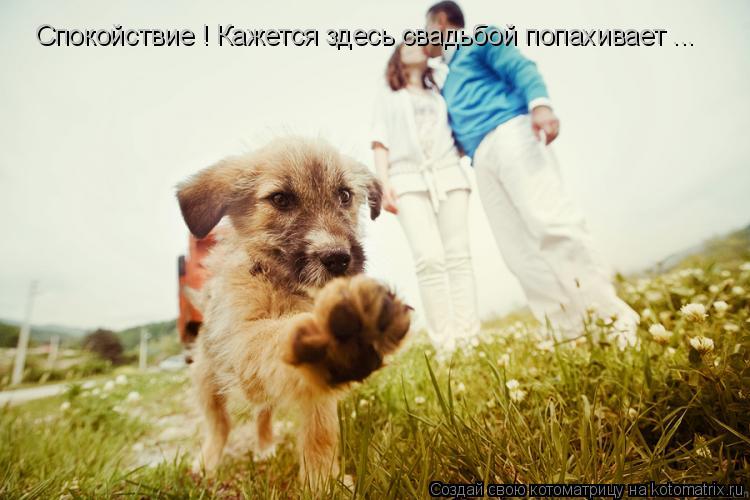 Спокойствие ! Кажется здесь свадьбой попахивает ...... Котоматрица: Спокойствие ! Кажется здесь свадьбой попахивает ...