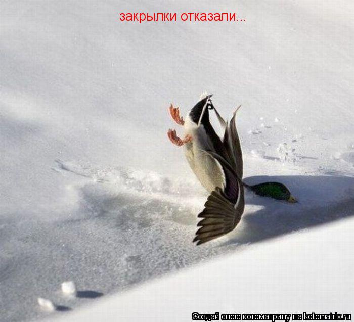 закрылки отказали...... Котоматрица: закрылки отказали...