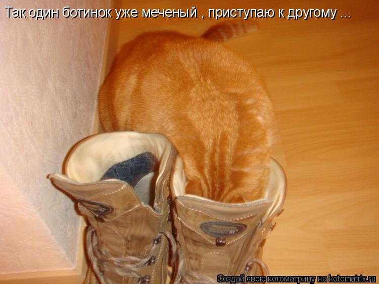 Так один ботинок уже меченый , приступаю к другому ...... Котоматрица: Так один ботинок уже меченый , приступаю к другому ...