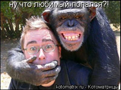 ну что любимый попался?!... Котоматрица: ну что любимый попался?!