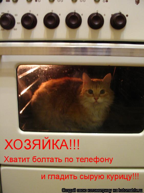 ХОЗЯЙКА!!! Хватит болтать по телефону и гладить сырую курицу!!!... Котоматрица: ХОЗЯЙКА!!! Хватит болтать по телефону и гладить сырую курицу!!!