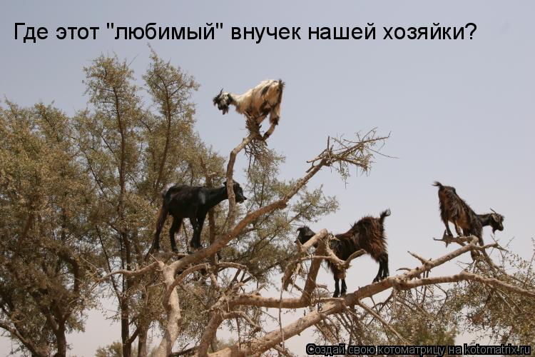 Где этот "любимый" внучек нашей хозяйки?... Котоматрица: Где этот "любимый" внучек нашей хозяйки?