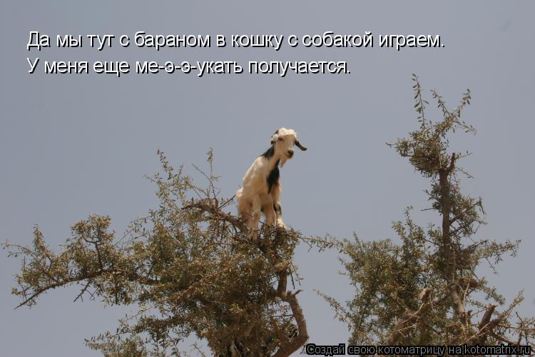 Да мы тут с бараном в кошку с собакой играем. У меня еще ме-э-э-укать получается.... Котоматрица: Да мы тут с бараном в кошку с собакой играем. У меня еще ме-э-э-укать получается.