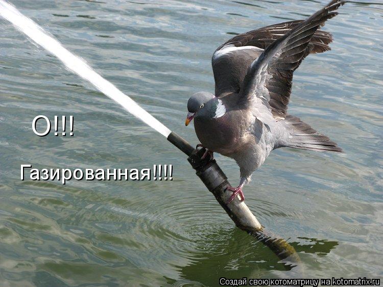 О!!! Газированная!!!!... Котоматрица: О!!! Газированная!!!!
