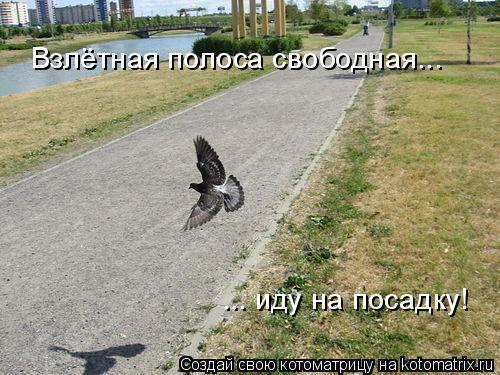 Взлётная полоса свободная... Взлётная полоса свободная... ... иду на посадку!... Котоматрица: Взлётная полоса свободная... Взлётная полоса свободная... ... иду на посадку!