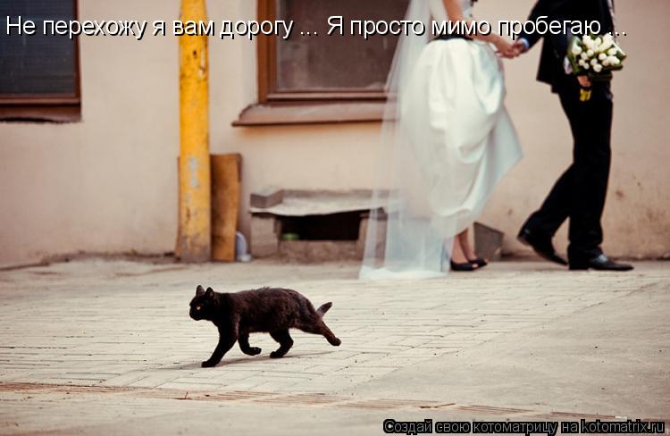 Не перехожу я вам дорогу ... Я просто мимо пробегаю ...... Котоматрица: Не перехожу я вам дорогу ... Я просто мимо пробегаю ...