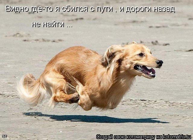 Видно где-то я сбился с пути , и дороги назад не найти ...... Котоматрица: Видно где-то я сбился с пути , и дороги назад не найти ...