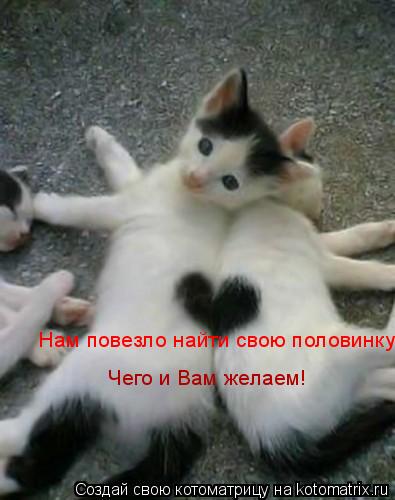 Нам повезло найти свою половинку. Чего и Вам желаем!... Котоматрица: Нам повезло найти свою половинку. Чего и Вам желаем!