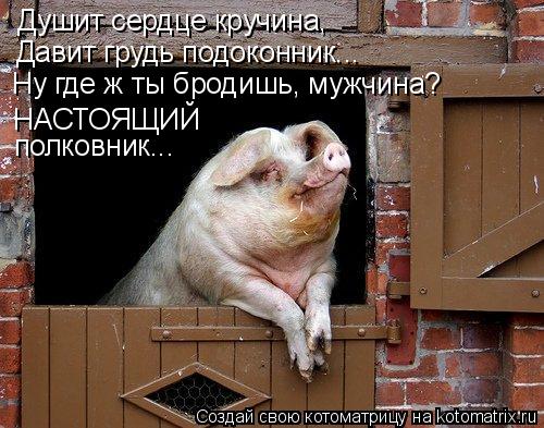 Душит сердце кручина, Давит грудь подоконник... Ну где ж ты бродишь, мужчина? НАСТОЯЩИЙ полковник...... Котоматрица: Душит сердце кручина, Давит грудь подоконник... Ну где ж ты бродишь, мужчина? НАСТОЯЩИЙ полковник...