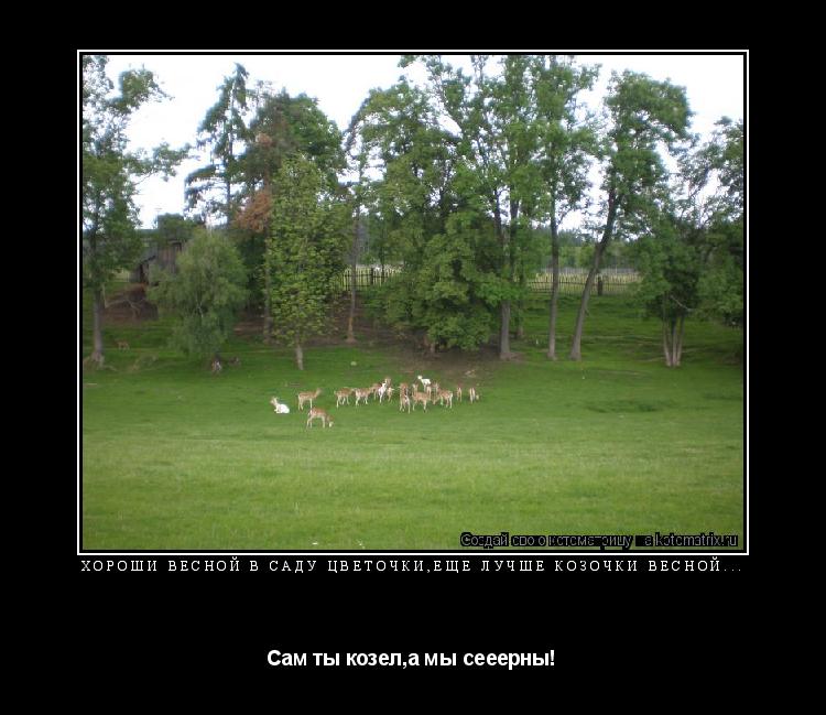 Хороши весной в саду цветочки,еще лучше козочки весной... Сам ты козел,а мы сееерны!... Котоматрица: Хороши весной в саду цветочки,еще лучше козочки весной... Сам ты козел,а мы сееерны!